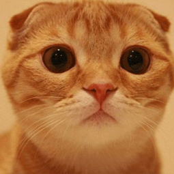 v2ray手机版下载